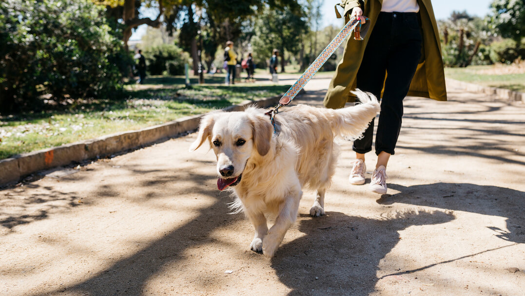 How to train dog not to hot sale bark at other dogs on walks